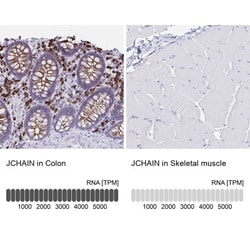IgJ Antibody, Novus Biologicals:Antibodies:Primary Antibodies